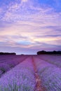 Provence lavender sunset