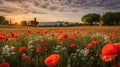 Provence Morning: A Beautiful Poppy Field
