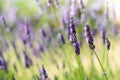 Provence nature background. Lavender field in sunlight with copy space. Macro of blooming violet lavender flowers