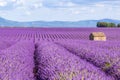 Provence, Lavender field at sunset, Valensole Plateau Royalty Free Stock Photo