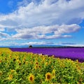 Provence rural landscape, France Royalty Free Stock Photo