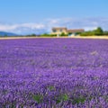 Provence rural landscape