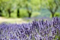 Provence, typical landscape