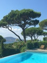 Provence view pine trees