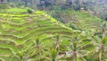 Tegallalang Rice Terrace In Ubud, Bali. Royalty Free Stock Photo