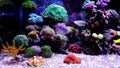 Euphyllia species LPS corals in saltwater aquarium