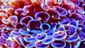 Euphyllia species LPS coral in saltwater aquarium