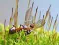 Provider ant carry dead fly