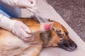 Providing medical care to a wounded dog. The veterinarian imposes a bandage on the dog`s leg_