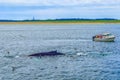 Provincetown, Cape Cod, Massachusetts, US - August 15, 2017 Boat, his crew and whale