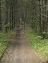 Cozzano Pineta, Provincia di Parma,Italy, path in the pine and fir forest