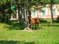 Provincial rural house in the garden among the trees walking horse Royalty Free Stock Photo