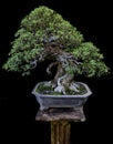 The prowess of a bonsai is a miniature large tree in nature.