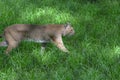 Stalking Bobcat Royalty Free Stock Photo