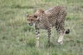 Prowling Cheetah