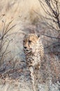 Prowling Cheetah