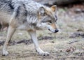 Prowling Mexican gray wolf Royalty Free Stock Photo