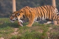 Prowling Tiger Cub Royalty Free Stock Photo