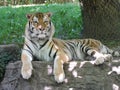 Prowling tiger at Pittsburgh Zoo