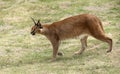 Prowling a wild Caracal