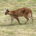 Prowling a wild Caracal in African countryside