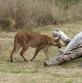 Prowling a wild Caracal in African countryside