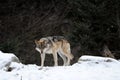 Prowling wolf Royalty Free Stock Photo