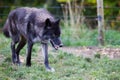 Prowling Wolf Royalty Free Stock Photo