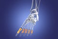 Proximal phalanges of the foot, 3D illustration