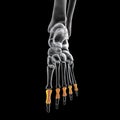 Proximal phalanges of the foot, 3D illustration