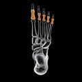 Proximal phalanges of the foot, 3D illustration