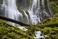 Proxy Falls in Oregon with mossy rocks and logs Royalty Free Stock Photo