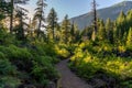 Proxy Falls Trail in the Cascade Mountains in Central Oregon Royalty Free Stock Photo