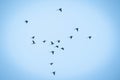 Prrots flying in the open sky Royalty Free Stock Photo