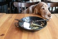 Prtrait of lovely Cocker Spaniel dog sitting in caffe after having lunch. Funny breeding dog in restaurant resting at table with