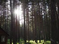 Pruce forest, pinery, pine forest, Pine Tree, Fairy Forest, untouched spruce forest Royalty Free Stock Photo