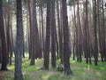 Pruce forest, pinery, pine forest, Pine Tree, Fairy Forest, untouched spruce forest Royalty Free Stock Photo