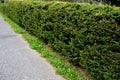 Spruce hedge is popular in mountain areas green pruned and shaped Royalty Free Stock Photo