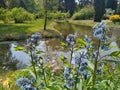 Pruhonice Park In Blossom - Blue Flowers Near The River Royalty Free Stock Photo