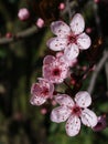 Prune blossom Royalty Free Stock Photo