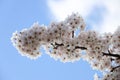 Prune blossom iluminated by the sun during springtime Royalty Free Stock Photo