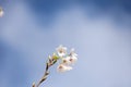 Prune blossom iluminated by the sun during springtime Royalty Free Stock Photo