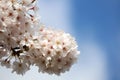 Prune blossom iluminated by the sun during springtime Royalty Free Stock Photo