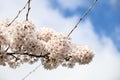 Prune blossom iluminated by the sun during springtime Royalty Free Stock Photo