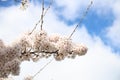 Prune blossom iluminated by the sun during springtime Royalty Free Stock Photo