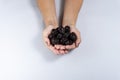 Prune. Female hand holding plum resting on gray background Royalty Free Stock Photo