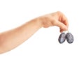 prune plum in hand Royalty Free Stock Photo