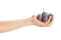 prune plum in hand Royalty Free Stock Photo