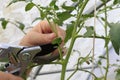 Prune the water shoots, suckers that grow between the stems and branches of the tomato with garden shears. Woman farmer cuts Royalty Free Stock Photo