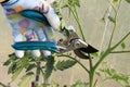 Prune the water shoots that grow between the stems and twigs of the tomato plant